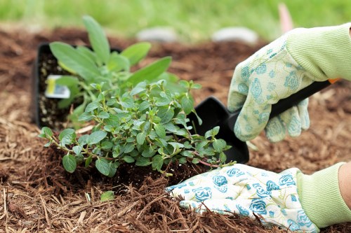 A gardener wearing patterned gardening gloves is planting a young shrub or perennial flower into a prepared bed with rich, dark soil. The plant has green, oval-shaped leaves and is surrounded by other similar plants arranged in a neat row, suggesting careful landscaping. In the background, a partially visible tray of additional plants indicates ongoing planting work. The outdoor setting is in a well-maintained garden, likely part of a residential property in Brompton, with natural daylight illuminating the scene. The soil appears moist and freshly turned, ideal for planting, and the overall environment reflects organized garden care typical of lawn and garden maintenance services. This image showcases gardening activities related to planting and landscape enhancement, which Lawn Mowing Brompton may provide as part of their gardening services.