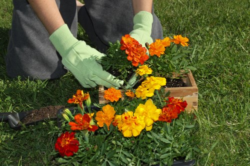 Gardeners using hedge trimmers on lush hedges